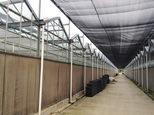 placas translúcidas de fibra de vidrio para cuarto de cultivo